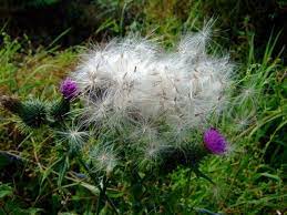 tinder fire starter - Scottish thistle