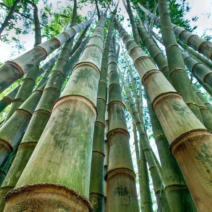 survival tips for any situation - bamboo tree