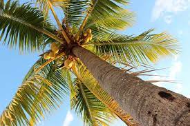 survival tips for any situation - coconut palm tree