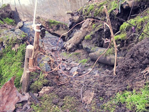outdoor survival training - spring snare trap